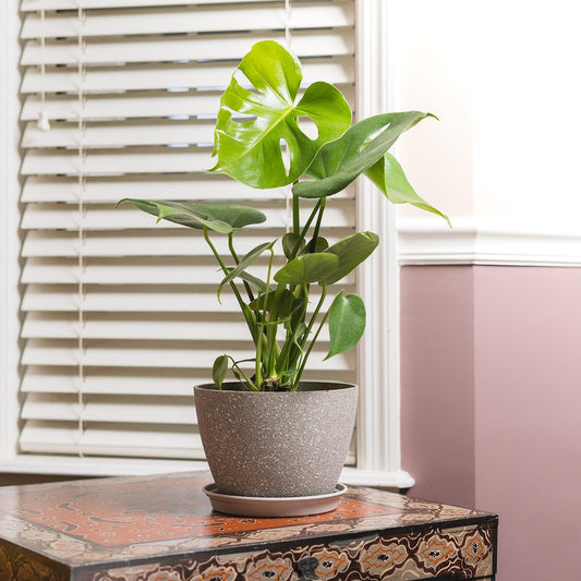 RedCrocus - RedCrocus Swiss Cheese Plant Monstera deliciosa - Indoor Tropical Foliage, Office Decor, Plant Lover Gift 12" Pot