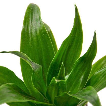 Dracaena 'Janet Craig' | Live Plant for Indoor & Outdoor | for Living Room, Office, Bathroom | (6" Pot)