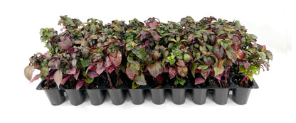 Alternanthera Little Ruby | 10 Live Plants | Alternanthera Dentata | Vibrant Foliage | Low Maintenance | Garden & Patio Decor | Fast Growing Groundcover | Outdoor Landscaping Shrub