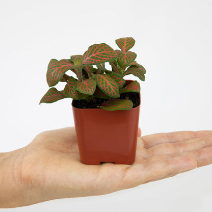 Altman Plants Live Houseplants (6PK), Indoor Plants for Delivery Prime, Live Plants and Gardening Gifts for Plant Lovers, Planters for Indoor Plants with Potting Soil, Live House Plants Indoors Live