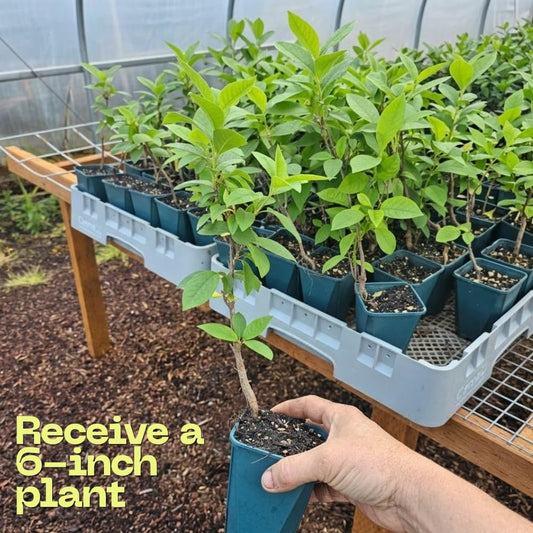 Chokeberry Plant Live, Well-Rooted 8" Tall, Cold-Hardy Berry Producer for Sunny Garden Rows