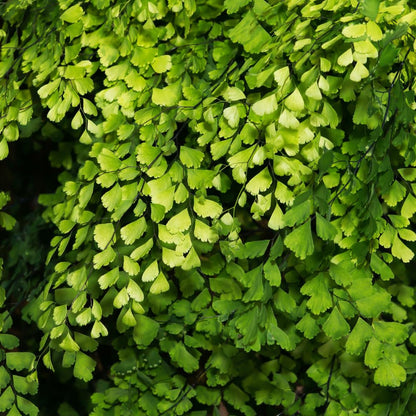 5 Fern Rhizomes, Maidenhair Fern Plants Live, Live Fern Plants, Fern Ground Cover Plants Live, Fern Live Plants, 5 Roots
