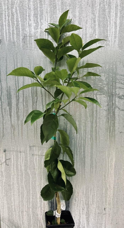 Live Plant - Calamondin/Calamansi Orange Tree - 26-30" Tall Live Plant, Gal Pot, Citrus mitis