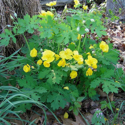Live Plant - 5 Celandine Yellow Poppy Bulbs - Wildflowers - (Stylophorum diphyllum)