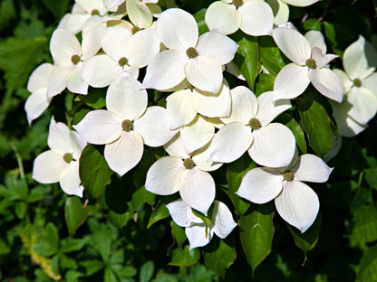 10 Kousa Dogwood Trees - 12-24" Tall Live Plants - White Ornamental Japanese Flowering Trees - Cornus kousa - (10 Pack)