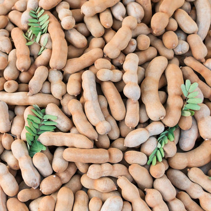 2 Pots Tamarind Plants in 4 Inch Pot, 6-10 Inches Tall Tamarind Tree Live Plant, Tropical Fruit Plants for Outdoor Growing