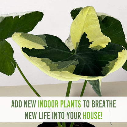 LEAL PLANTS ECUADOR Alocasia Variegated Mickey Mouse (Pack of 2) | Elephant Ear Plant | Heartshape Plant
