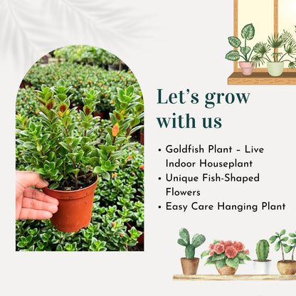 Trailing Goldfish Plant Live in 4" Pot, Tropical Houseplant for Hanging Baskets, Indoor Live Plant with Bright Blooms