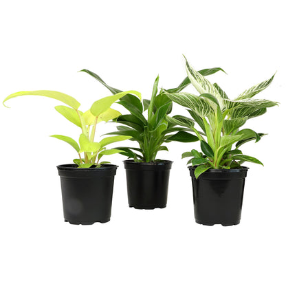Live Philodendron Houseplants (3PK) Indoor Houseplant Philodendrons Mix Pack, Real Plant Box, Rotating Assortment