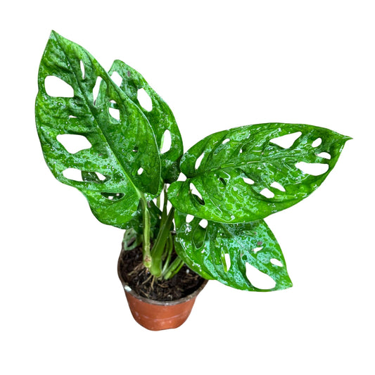PLANTVERS Monstera Adansonii in a 4" Grow Pot – Monstera Swiss Cheese – Live Indoor Plant – Popular Houseplant – Low Maintenance Indoor Plant – Monstera Plant for Office & Home Décor