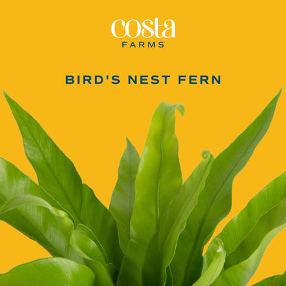 Costa Farms Bird's Nest Fern Live Plant in Plastic Pot, Air Purifying Indoor Houseplant, Perfect for Home, Room, or Office Decor, Great House Warming or Birthday Gift, 12-18 Inches Tall