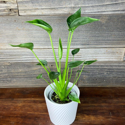 RedCrocus - RedCrocus Tiny Dancer Elephant Ear Alocasia, Compact Foliage Plant for Shade, Indoor & Container Use, Tough, Attractive, Pet Warning, Well-Drained Soil, Moderate Humidity 6" Pot