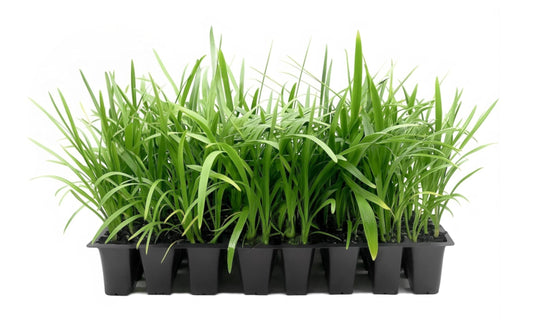 Agapanthus Africanus Blue Lily of the Nile | 3 Live Plants | Drought Tolerant, Long Blooming, Perennial Flower, Ornamental Garden, Pollinator Friendly, Easy Care, Evergreen Foliage