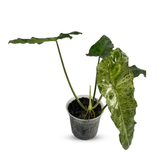 LEAL PLANTS ECUADOR Philodendron Paraiso Verde Live Indoor Green House Plant | Elephant Ear Plant for Home Décor | Air Purifying Houseplant | Unique Gift for Plant Lover