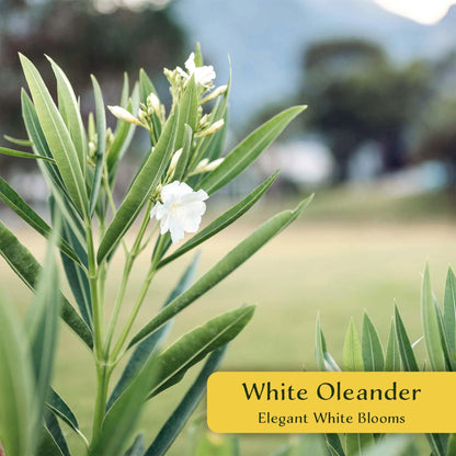 3 White Oleander (Nerium Oleander ‘Sister Agnes’) | Fast-Growing Evergreen Flowering Shrub with Pure White Blooms and Dense Green Foliage | 2.5” Nursery Cubes, Ready-to-Plant Live Starter Plants