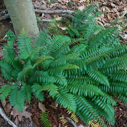 Live Plant - 10 Christmas Fern Root Systems, Christmas Dagger - Polystichum acrostichoides