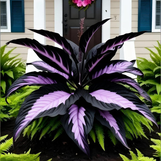 OJHJXUG Alocasia Elephant Ear/Low Maintenance Colorful Foliage/Indoor Outdoor Garden Mixed Borders Display (4)