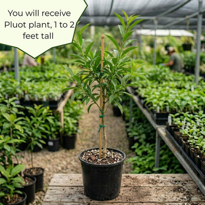 Pluot Tree, 1.5 Years Old Pluot Plant Live, Sweet Plum for Planting, 1-2 Feet Tall, Well Rooted in 3 Gallon Pot, Ideal for Backyard and Outdoor Garden, No Ship to CA
