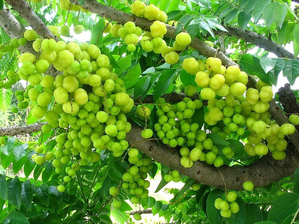 Generic Malay Gooseberry Plant, Otaheite Gooseberry Live Fruit Plant, Phyllanthus Acidus Tropical Live Fruit Seedling, Green