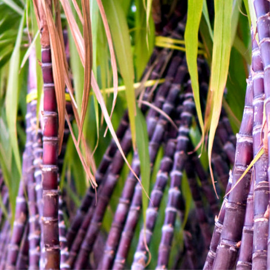 20 Black Purple Sugar Cane Plants Live Cuttings, 1-3 Nodes Ready to Plant, Outdoor Growing Sweet, Fresh Sugar Cane, Fast-Growing