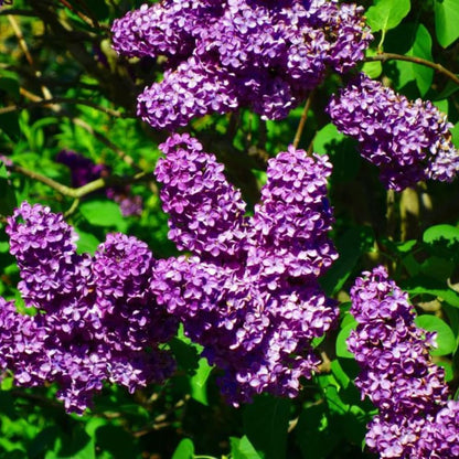 Purple Lilac Plants, Fragrant Purple Syringa Flower, Lilac Bushes Live Plants, 6 to 10 Inch Tall Syringa Shrub for Garden