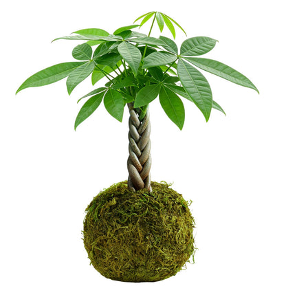 Live Plant Money Tree Kokedama, Easy to Grow, A Living Moss Ball Plant for Home Office Decor, Unique Gift