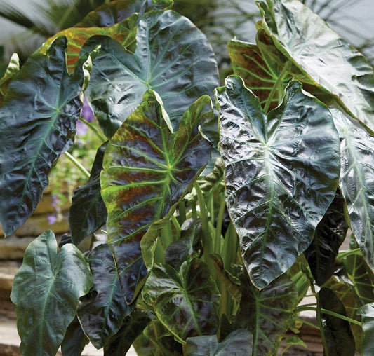 Votaniki Royal Hawaiian Aloha Colocasia Elephant Ear Bulbs - Aloha Colocasia Bulbs for Planting | Perennial, Unique Foliage, Easy to Grow (4 Pack)