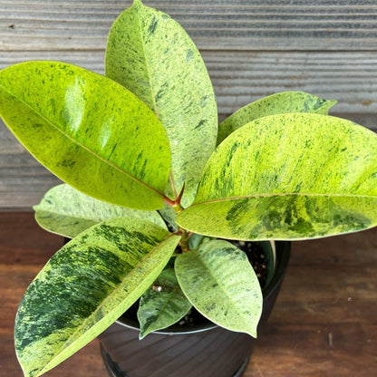 RedCrocus - RedCrocus Moonshine Ficus - Variegated Indoor Plant with Chartreuse Foliage, Bushy & Compact, Perfect for Decor & Floral Arrangements, Pet Warning, Indoor Use 6" Pot