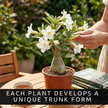 40 Mixed Color Desert Rose Seeds for Planting | Adenium Obesum Seeds to Grow.. Exotic Bonsai Plant, Tropical Rose Flower