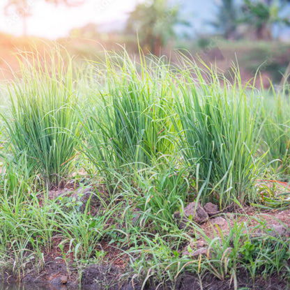 4 Lemon Grass Live Plants, Live Lemongrass Plants, 10 Inches Long, Herb Plant, Well Rooted for Planting