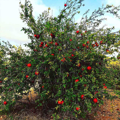 Votaniki Russian Pomegranate Tree — Live Plant 1-2 ft Tall for Garden or Backyard | Cold Hardy, Perennial & High-Yielding Edible Fruit Tree for Planting Outdoors, Easy-to-Grow (2 Pack)