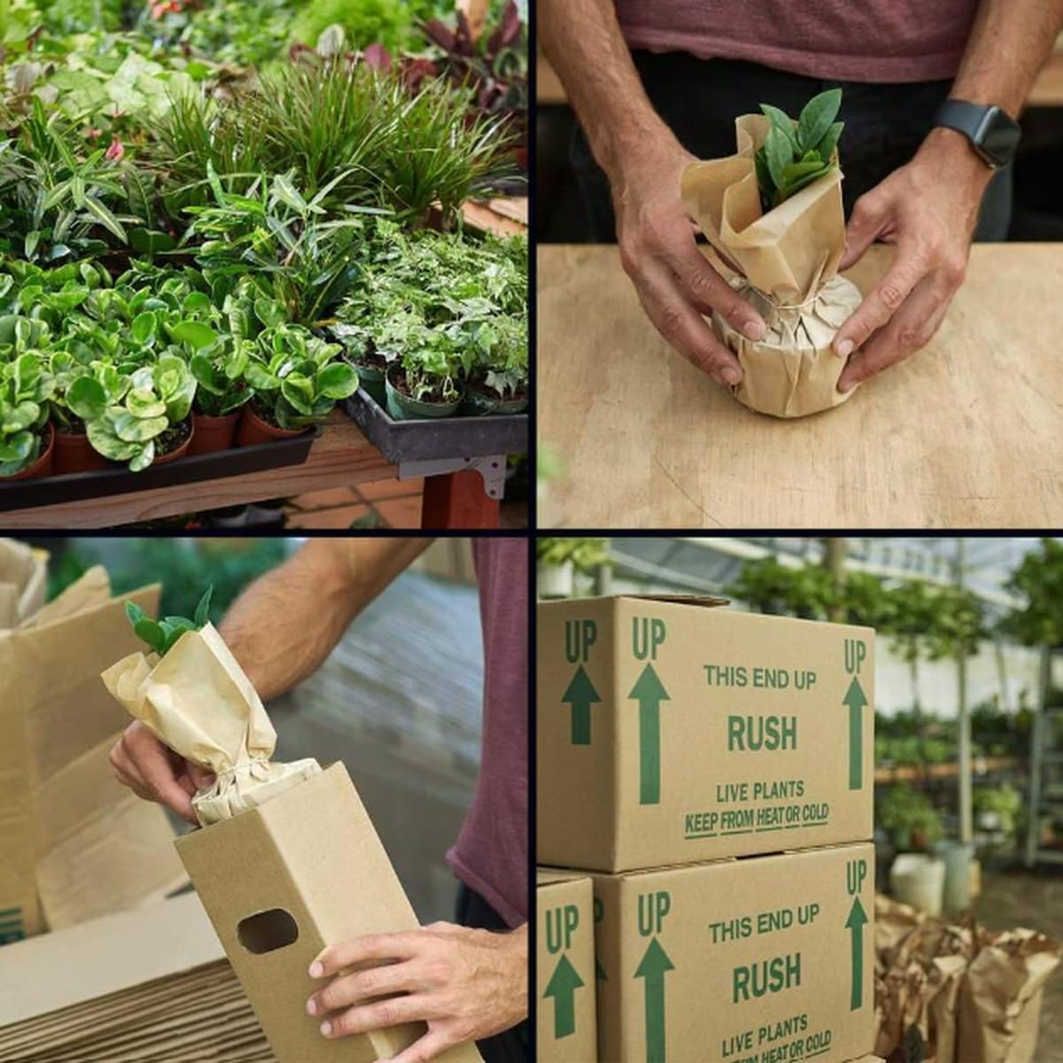 Autumn' Fern | Live Plant for Indoor & Outdoor | for Living Room, Office, Bathroom | (4" Pot)
