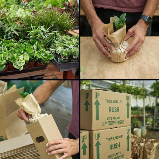 Croton 'Gold Dust' | Live Plant for Indoor & Outdoor | for Living Room, Office, Bathroom | (3" Pot)