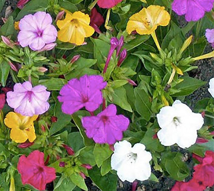 80 Mixed Four O'Clock Seeds - Tender Perennial that Reseeds Easily