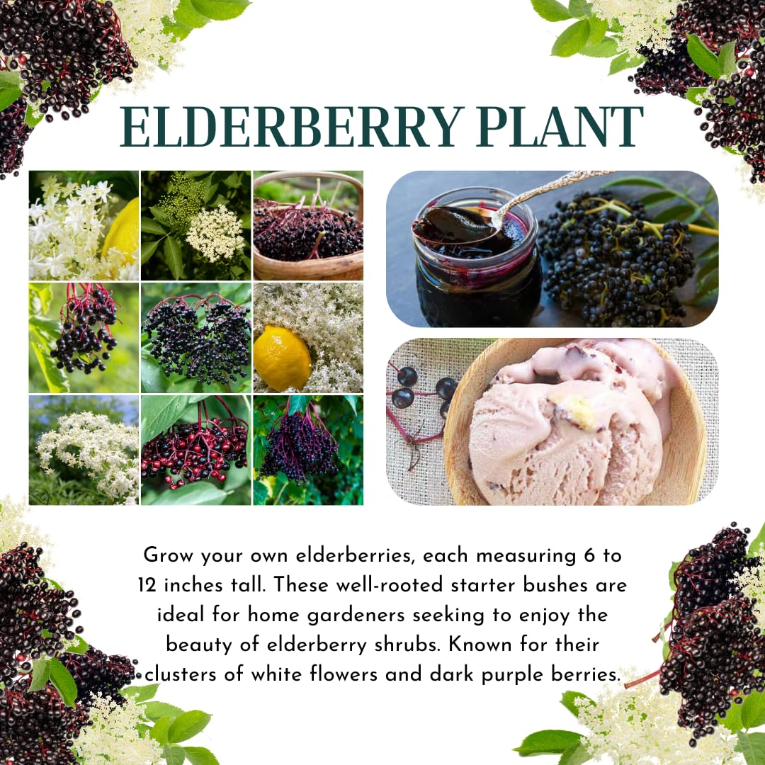 2 American Elderberry Plants Live for Planting, Black Elderberry Bush Live Plant 6 to 12 Inc Height, Bareroots