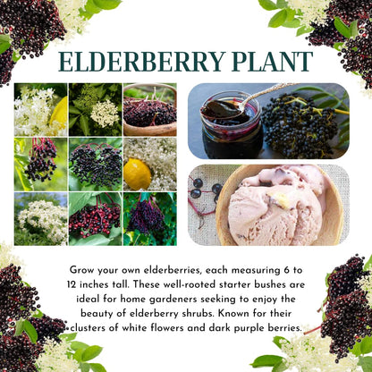 2 American Elderberry Plants Live for Planting, Black Elderberry Bush Live Plant 6 to 12 Inc Height, Bareroots