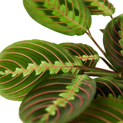 Maranta Red Prayer | Live Plant for Indoor & Outdoor | for Living Room, Office, Bathroom | (6" Pot)
