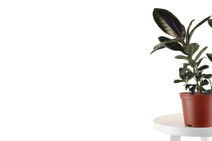 Leaf & Linen 6" Grow Pot, Live Indoor/Outdoor-Air Houseplant and Office Décor | Bright Light Collection, 6 INCH, Rubber Tree-Ficus Burgundy