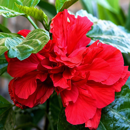 5 Red Lucy Hibiscus Rose of Sharon Trees - 10-18" Tall Live Plants - Althea Flowering Shrubs/Bushes - Hibiscus syriacus 'Lucy' - (5 Pack)