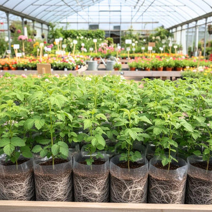 3 Raspberry Plants Live, Sweet Raspberry Bush Live Plants, Well-Rooted 5-8 Inch Height, Raspberry Shrub Outdoor, No Pot (Red Raspberry)