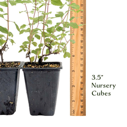 6 Hot Lips Sage in 3.5” Nursery Cubes (Salvia microphylla ‘Hot Lips’) | Vibrant Red & White Flowering Perennial Shrub for Borders, Containers & Pollinator Gardens | Ready-to-Plant Live Starter Plants