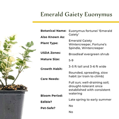 2 Emerald Gaiety Euonymus in 3.5” Nursery Cubes (Euonymus fortunei ‘Emerald Gaiety’) | Dense, Low-Growing Evergreen Shrub with Variegated Green and Cream Foliage | Live Starter Plants
