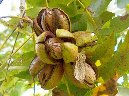 Live Plant - 2 Hardy Pecan Trees - 18-24" Tall Seedlings - Live Plants - Carya illinoinensis