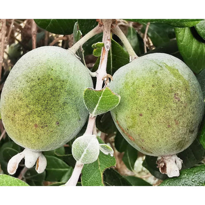 Pineapple Guava Tree Live Plant, 4-8” Tall, Tropical Guava Live Plant for Home Garden, Guava Fruit Seedling