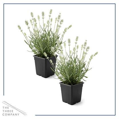 Live Lavender 2-Pack – White – Fragrant Sun Perennial Herb, Pollinator Friendly, 10” Tall, 1 Qt Pot