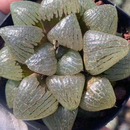 Rare Haworthia Emelyae VAR. Comptoniana Oyayubihime - Succulent Plants – Unique Varieties | Live Indoor Plants | Low-Maintenance | Great for Collectors, Home, Office, and Gifts