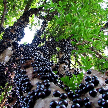 Jaboticaba Fruit Tree Live Plant, Large Size 1 Feet Tall, Jabuticaba Plant Live Great for Home Garden