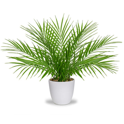 Briful Fake Plant 15’’ Artificial Palm Plant in White Pot Real Touch Faux Tropical Palm Tree Houseplant for Home Indoor Living Room Tabletop Balcony Decorations