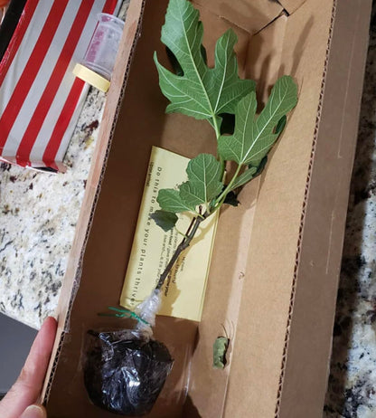 Fignomenal Fig Tree - Dwarf Fig Tree – Perfect for Containers - 4-6 Inches Tall - Self Fertile - Ficus Carica