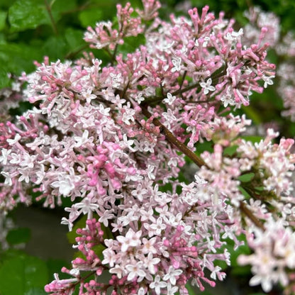 Lilac Live Shrub in Quart Pot, Vibrant Pink Blooms, Spring Fragrant Flower Bushes, Easy Grow, Outdoor Garden Planting